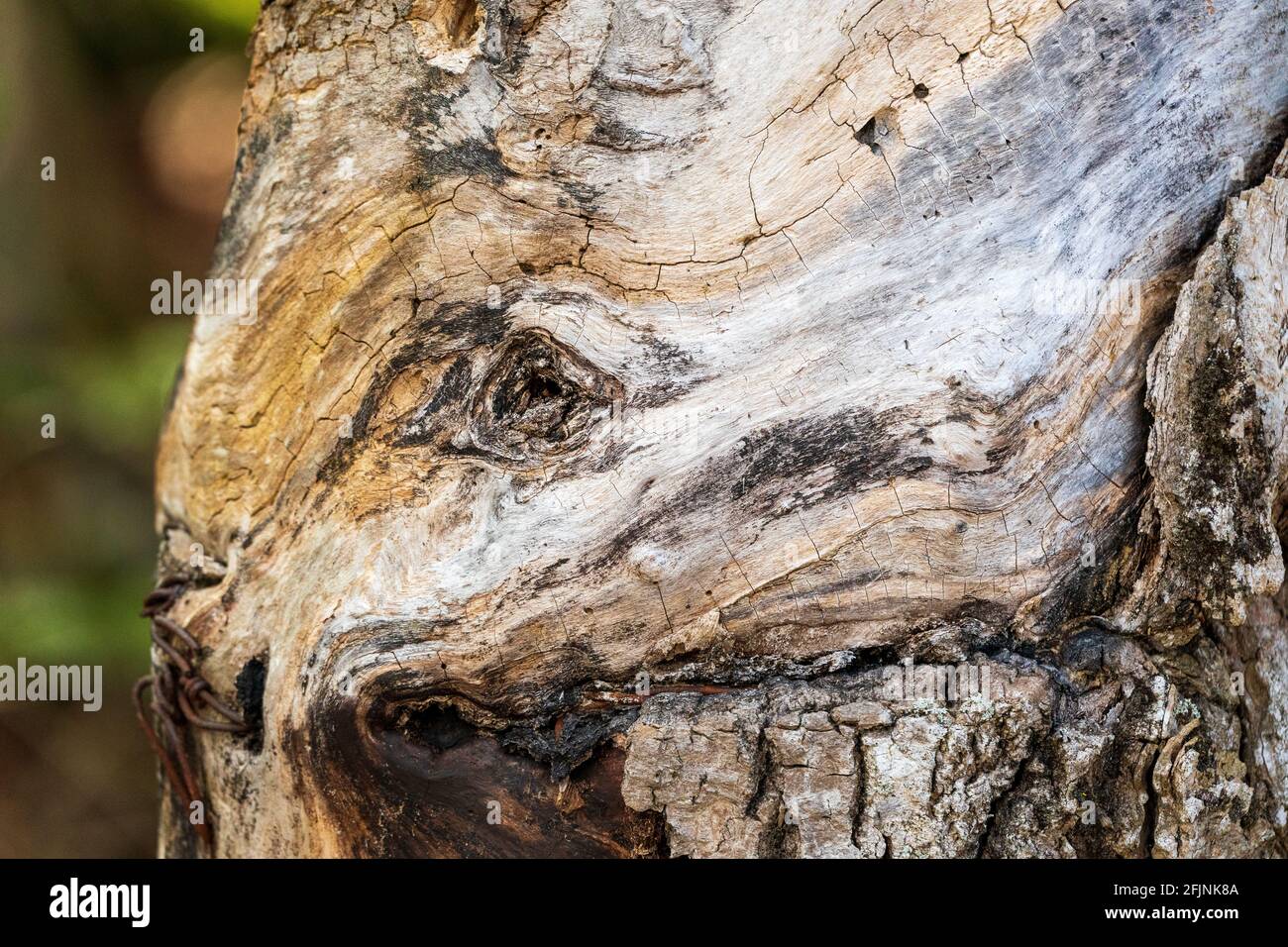 Tree burl hires stock photography and images Alamy