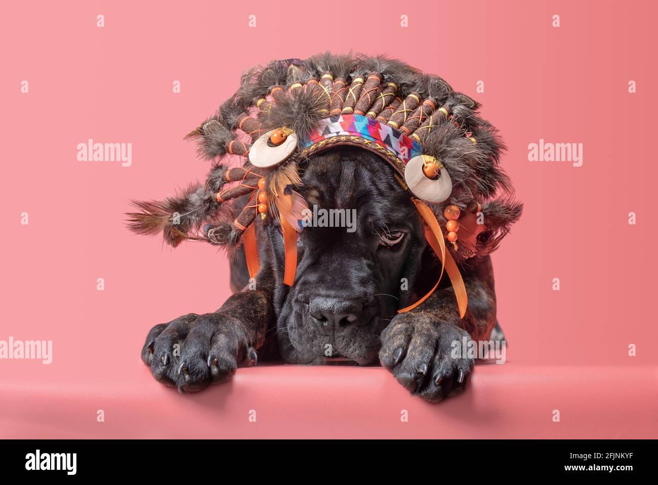 cane corso puppy in indian roach on coral background Stock Photo