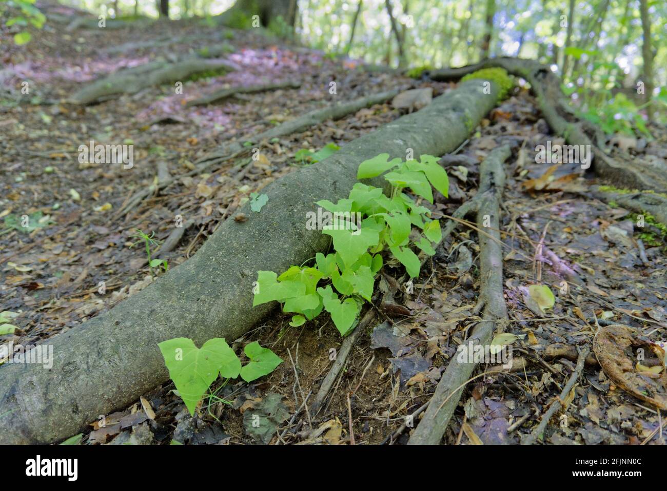 Large Tree Root with Plants growing beside it Stock Photo