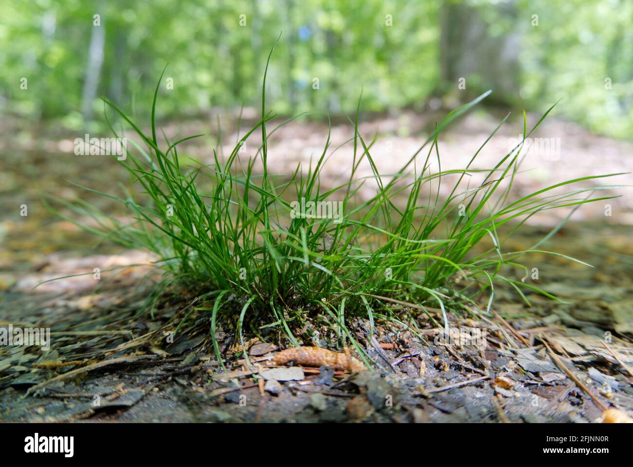 Tuft of Grass on forest trail Stock Photo
