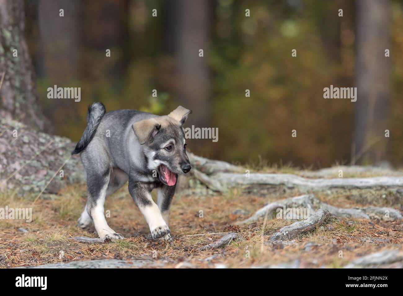 A selective focus of the gray adorable Swedish Elkhound puppy walking in the woods Stock Photo