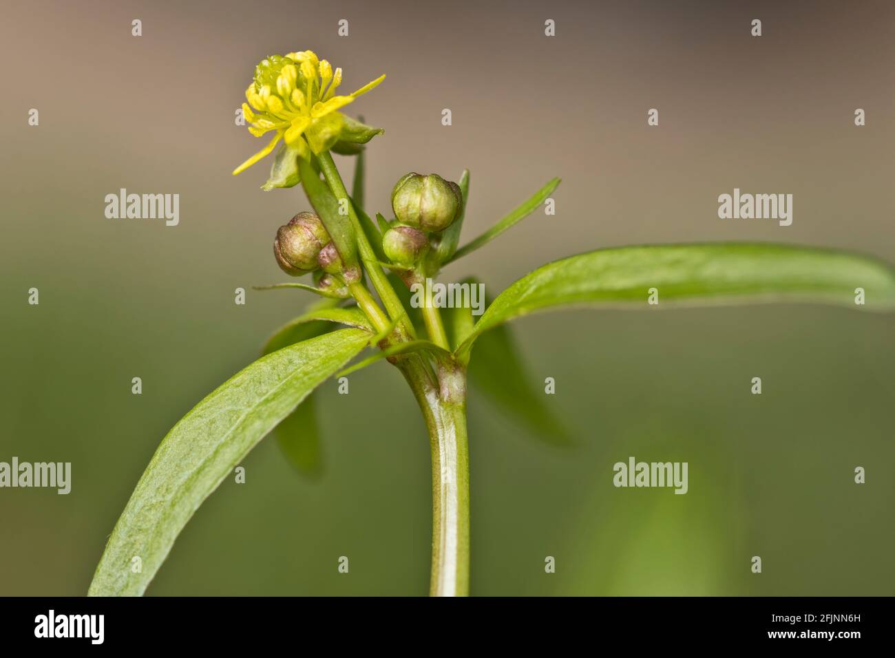 Side view of quick weed flower and flower buds with a blurred background. Stock Photo