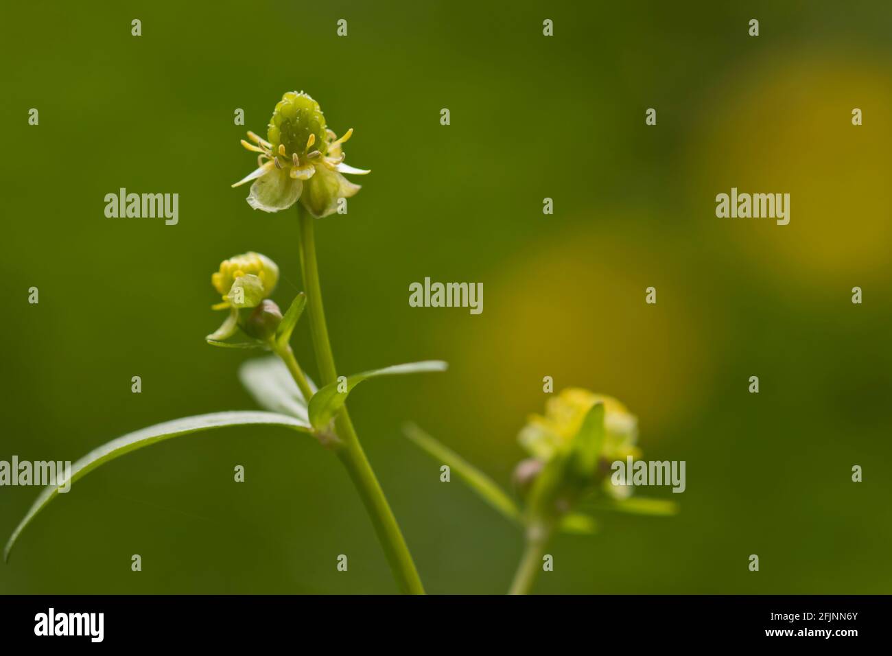 Macrophotography of tiny yellow flowers of a quick weed with blurred background. Stock Photo