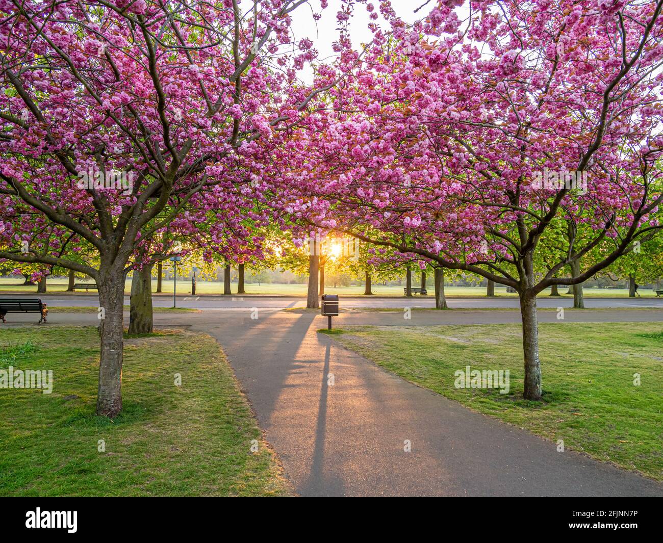 Pink Sakura trees at sunrise in the spring season in Greenwich Royal Park in London Stock Photo