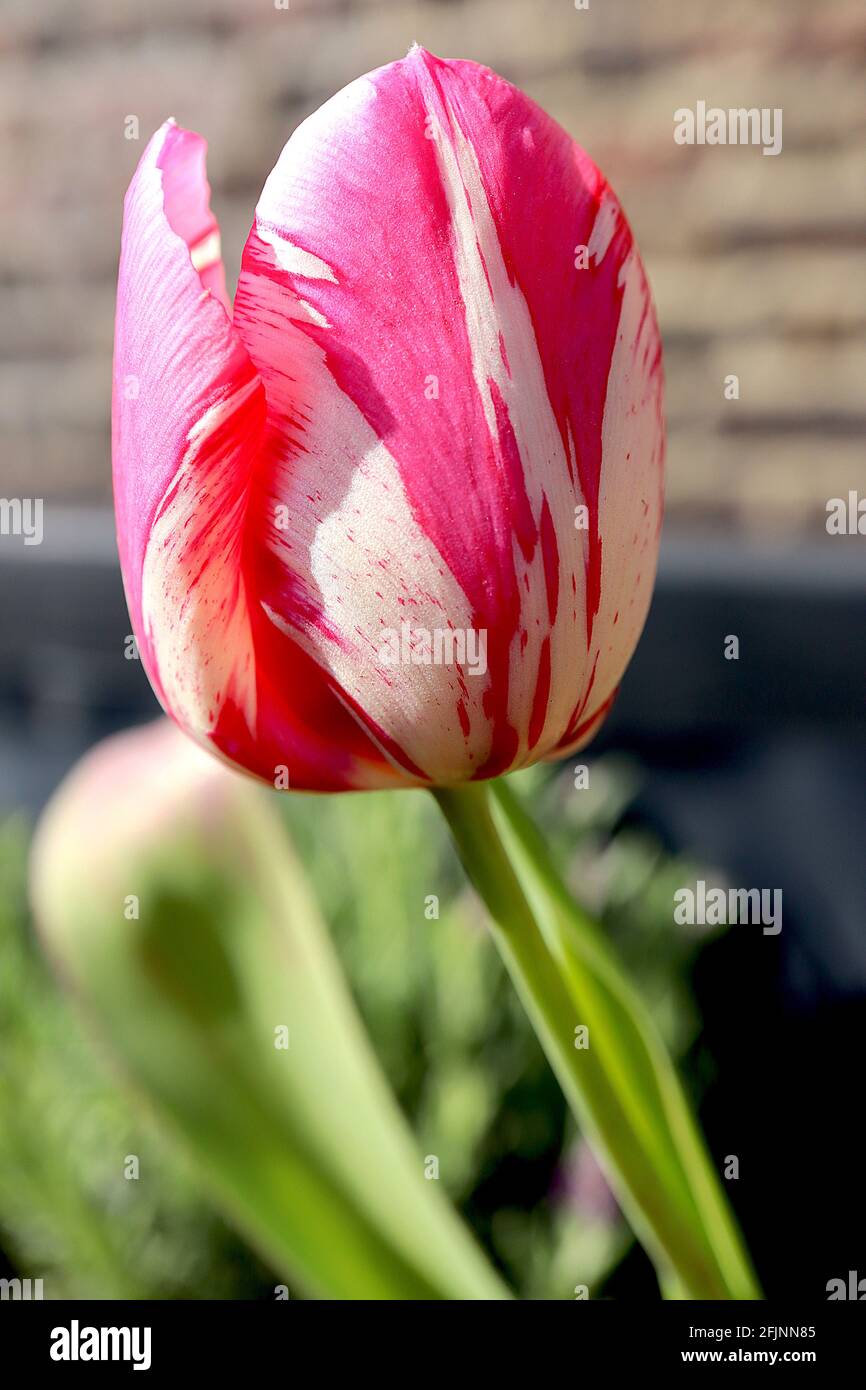 Tulipa ‘Zomerschoon’  Single late 5 Zomerschoon tulip broken - white petals, carmine pink streaks, April, England, UK Stock Photo