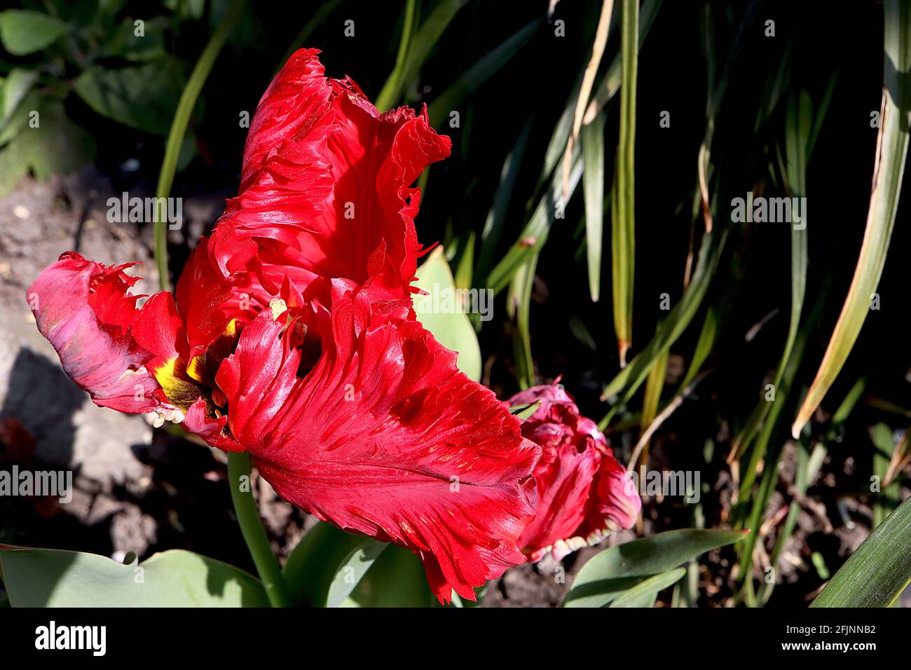 Tulipa gesneriana var dracontia ‘Red Parrot’  Parrot 10 Red Parrot tulip - twisted scarlet red petals, April, England, UK Stock Photo