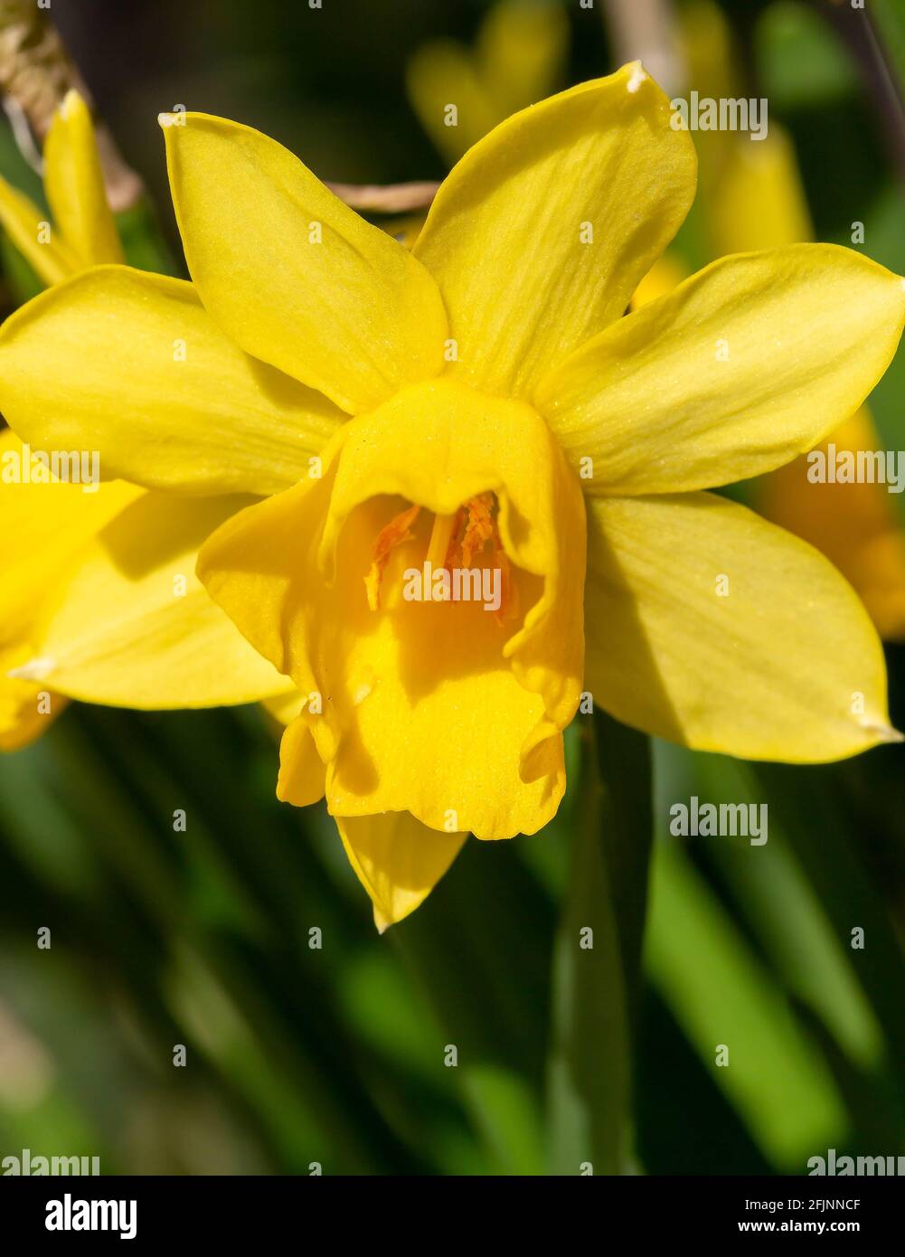 Yellow Daffodil in bright sunlight Stock Photo Alamy