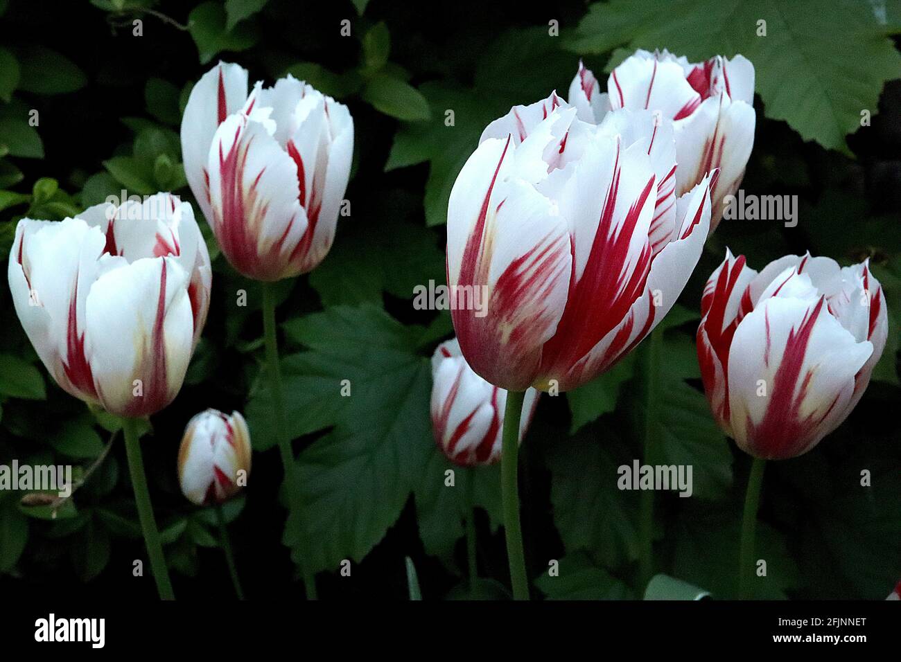 Tulipa ‘Happy Generation’  Triumph tulip 3 Happy Generation tulip - white flowers, red flames, yellow green basal flames, variegated leaves,  April,UK Stock Photo