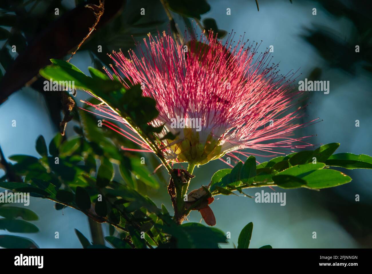 Albizia julibrissin, the Persian silk tree or pink silk tree in morning light Stock Photo