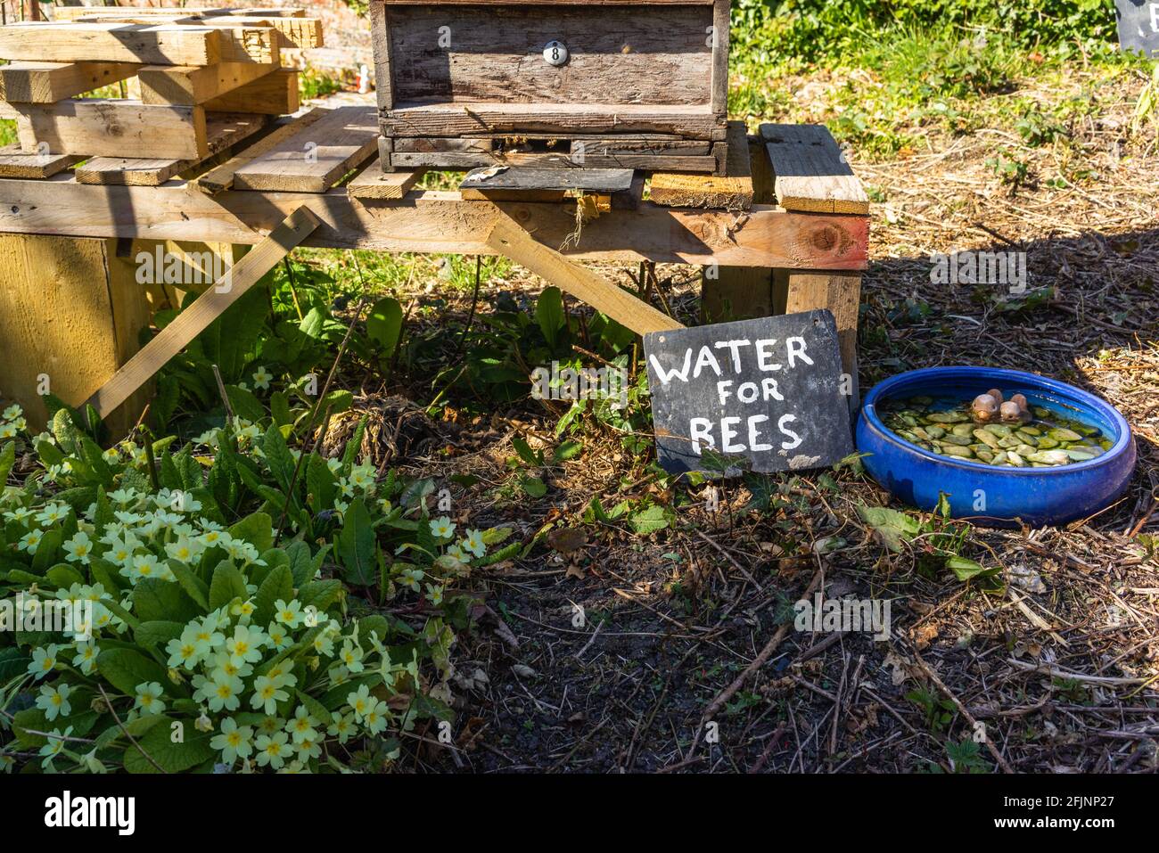 Water for bees sign with a bowl of water next to a small beehive, Southampton, England, UK Stock Photo