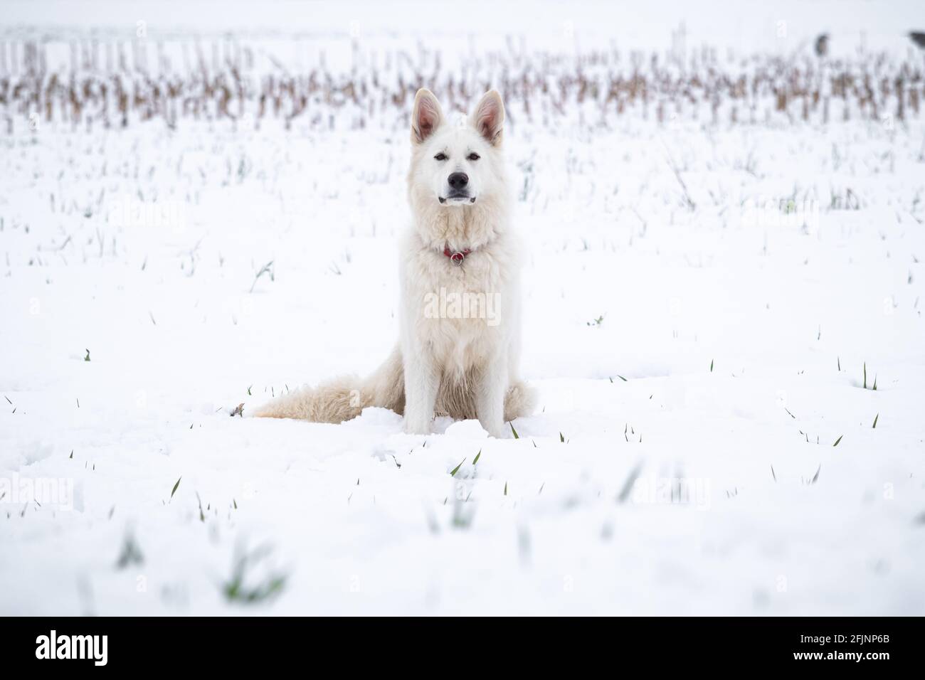 Siberian snow cheap shepherd