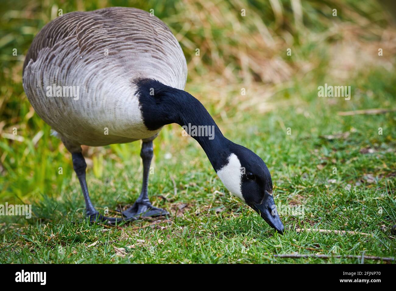 Canada goose animal clearance 70