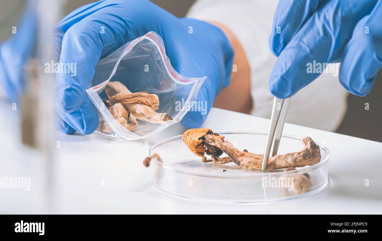 Magic Mushrooms in laboratory. Psilocybin science and research. Person examining fungi. Stock Photo