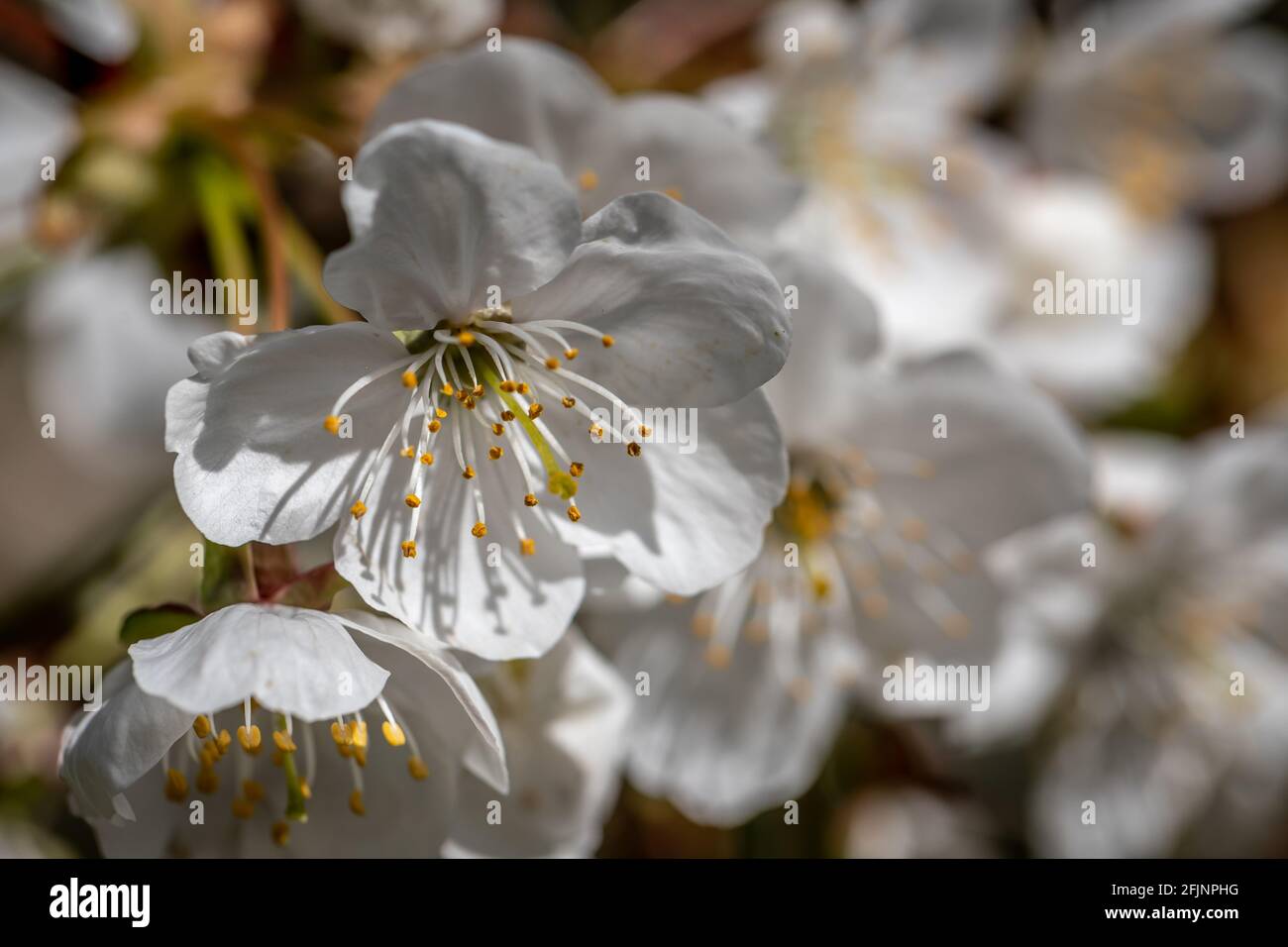 Blossom of the Prunus Avium 'Nana' tree Stock Photo