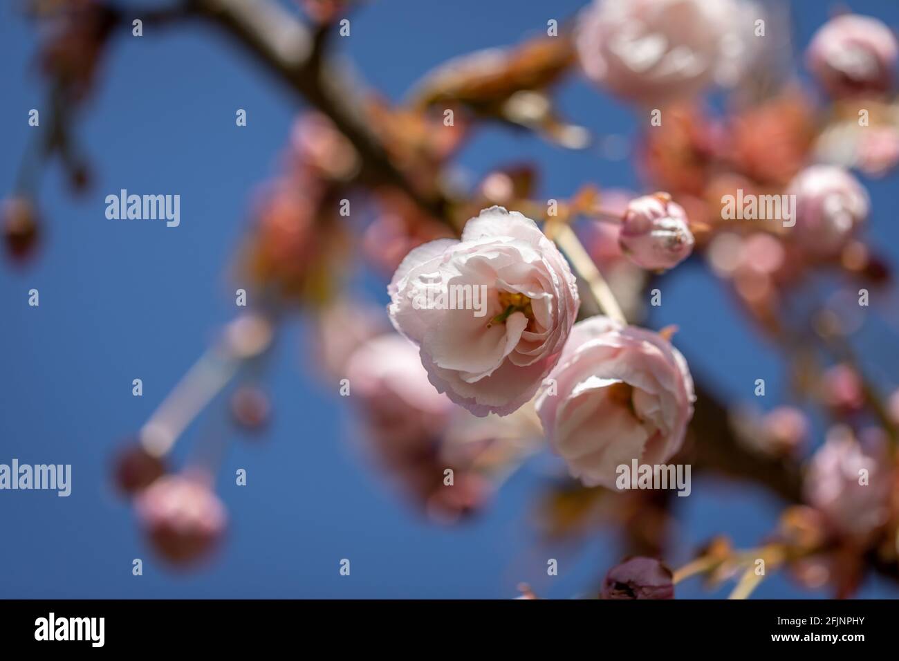 Blossom of the Prunus 'Matsumae Beni-gasa' tree Stock Photo