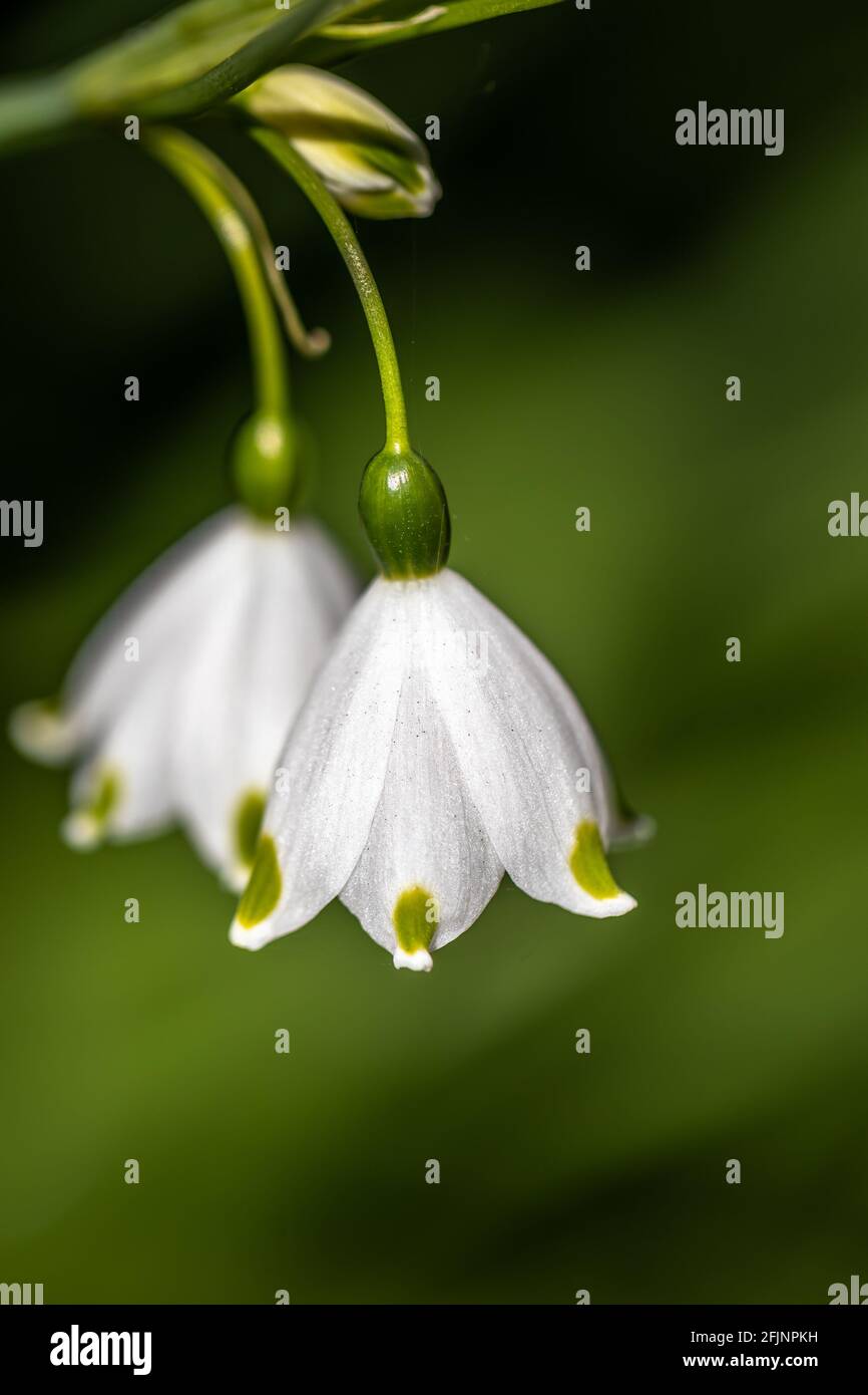 Flowers of the Leucojum Aestivum 'Summer Snowflake' or 'Loddon Lilly' Snowdrop Stock Photo