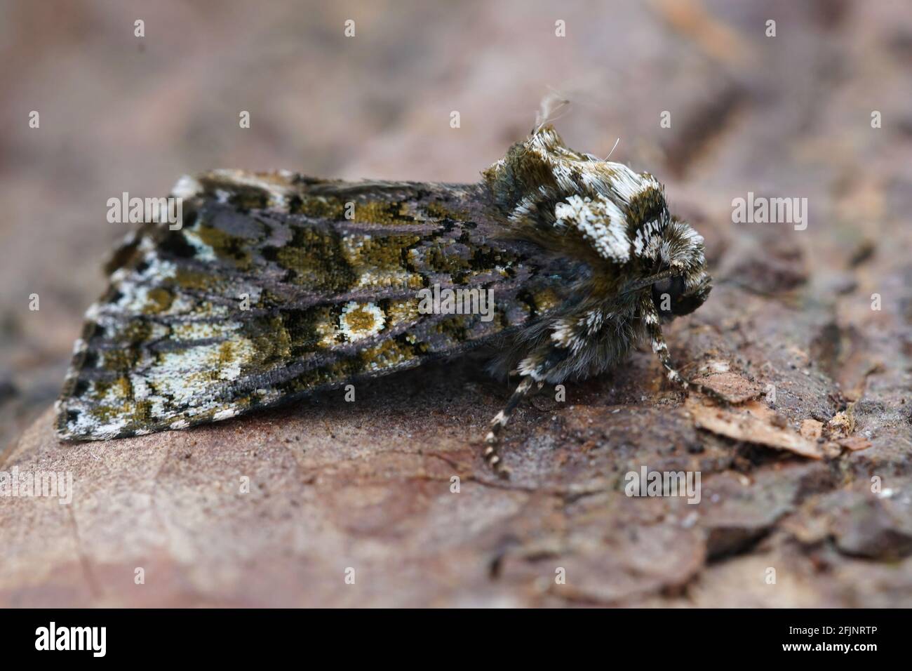 A closeup of a coronet owlet moth on a rough surface under the sunlight with a blurry background Stock Photo