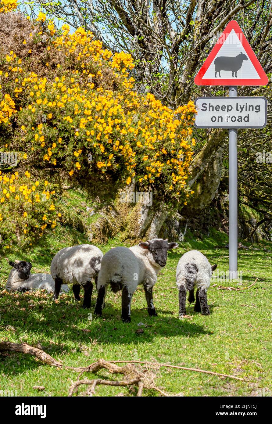 Blackface Sheep standing under a streetsign warning of sheep on the street, Dartmoor National Park, Devon, England, UK Stock Photo