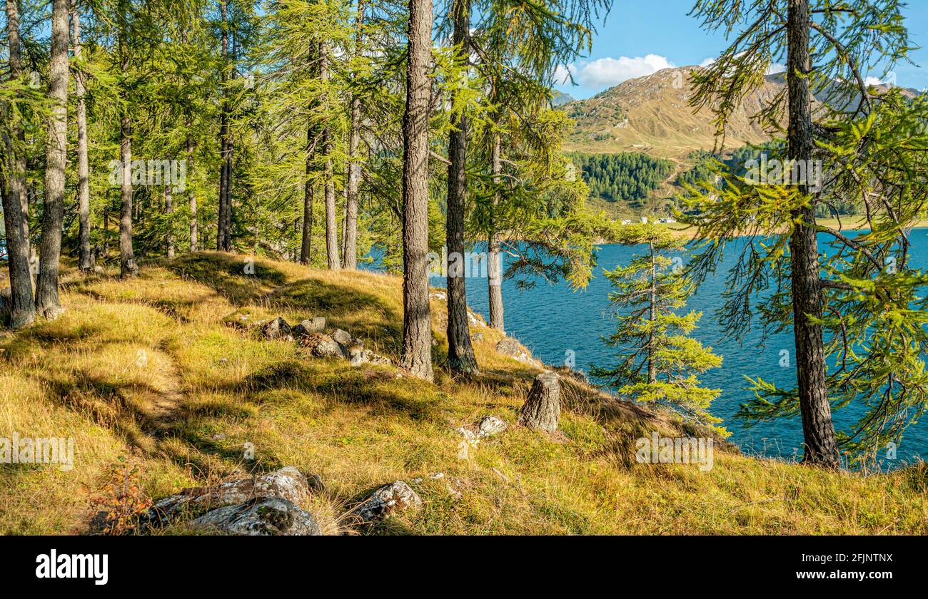 Summer morning at Chaste Peninsula, Lake Sils, Upper Engadin, Switzerland Stock Photo