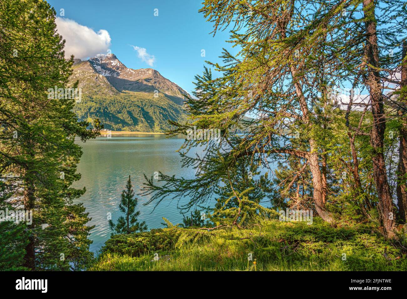Summer morning at Chaste Peninsula, Lake Sils, Upper Engadin, Switzerland, with Piz Margna at the background Stock Photo