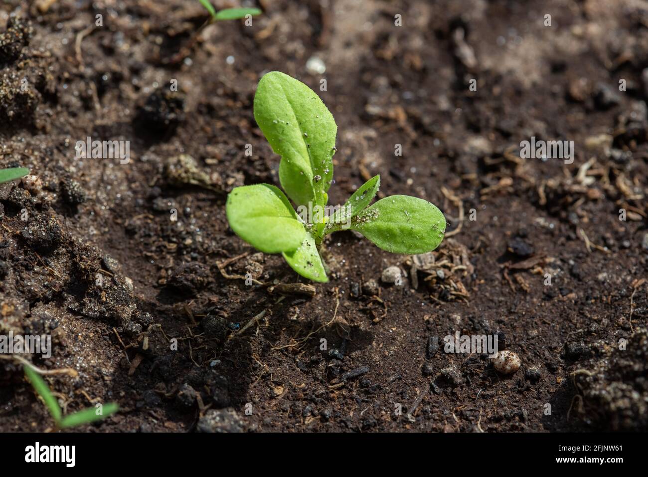Seedlings of radish and lettuce in a garden bed in a greenhouse