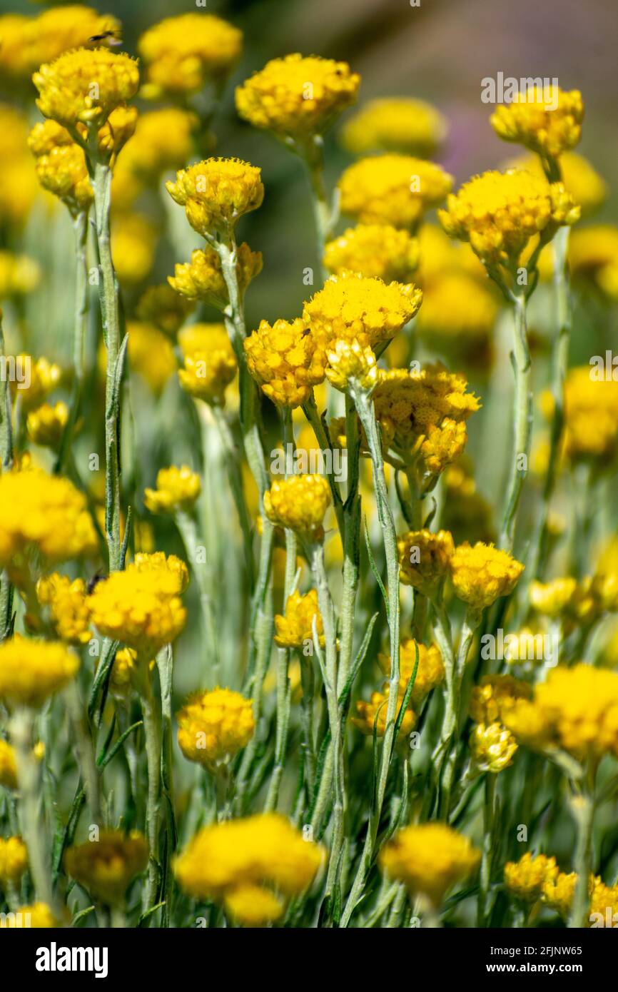 Close-up shot of Shrubby Everlasting (Helichrysum stoechas) Stock Photo