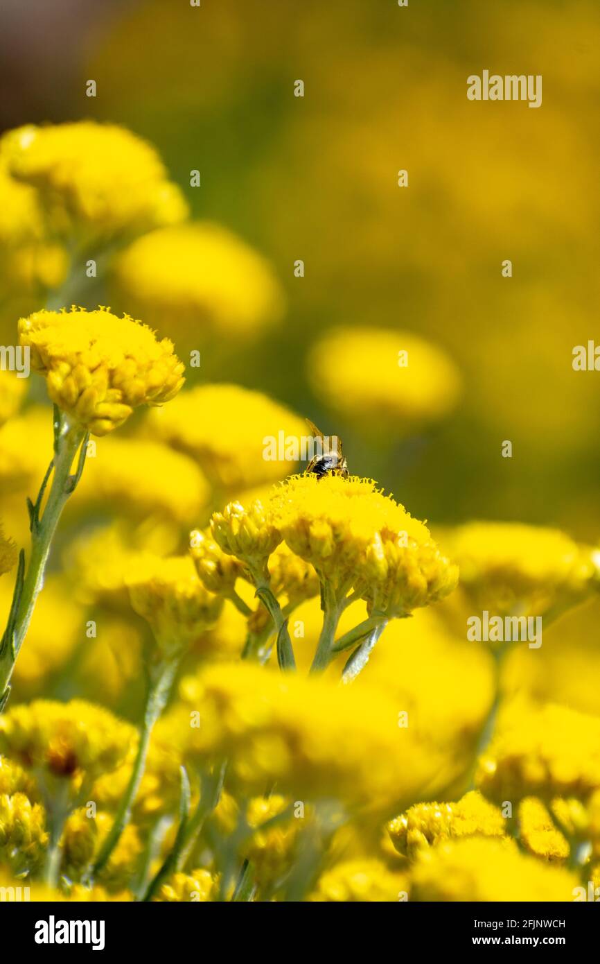 Close-up shot of Shrubby Everlasting (Helichrysum stoechas) Stock Photo
