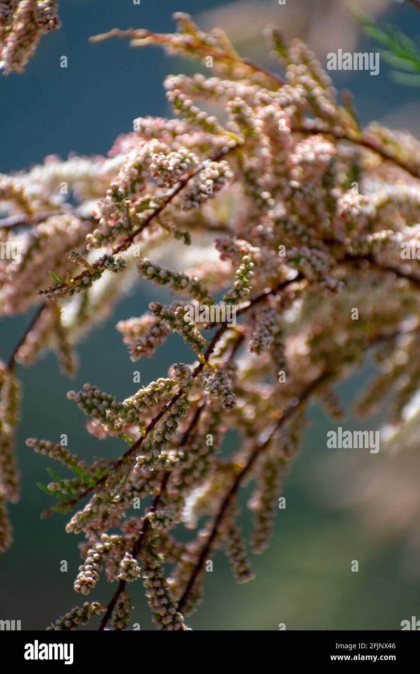 Close-up shot of Saltcedar (Tamarix ramosissima) bloom Stock Photo