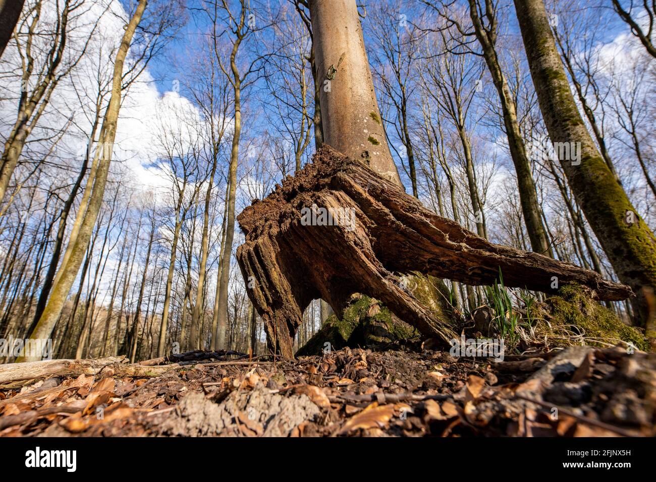 Deciduous tree trunk covered with moss. Old tree limbs in Central Europe. Spring season. Stock Photo