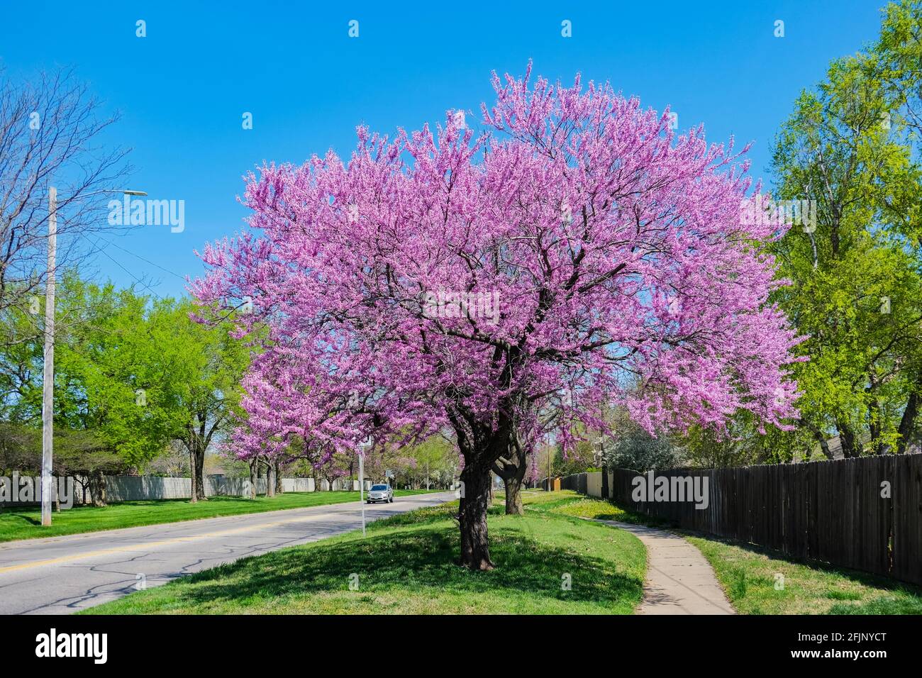 Redbud trees, Cercis canadensis, blooming on the rightofway alongside