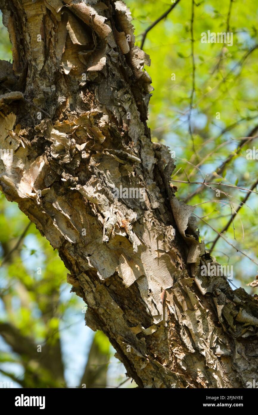 Closeup of the peeling bark of a river birch, Betula nigra with new light green spring growth leaf color in the background. Kansas, USA Stock Photo