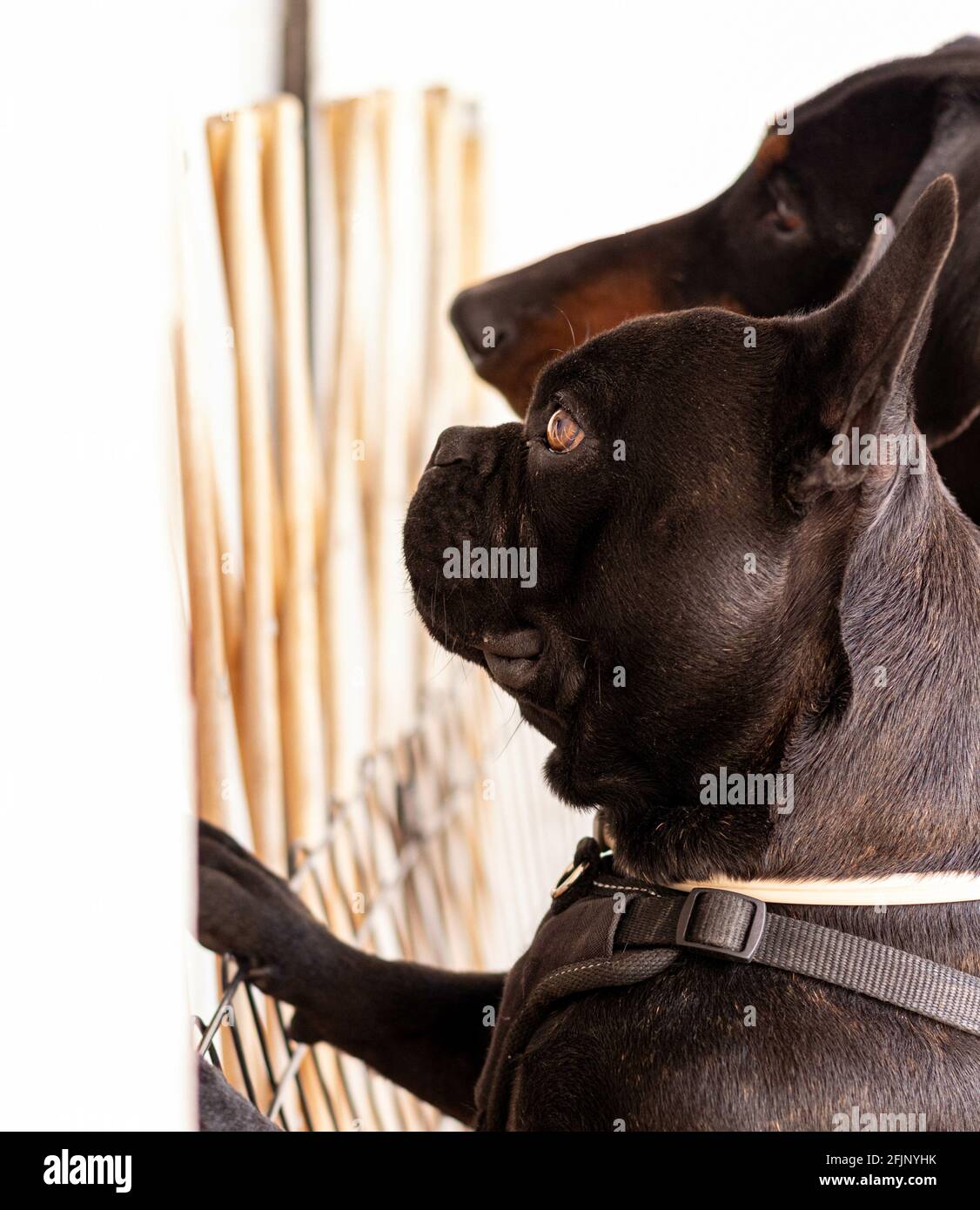 A black dobermann and French bulldog facing the wall Stock Photo