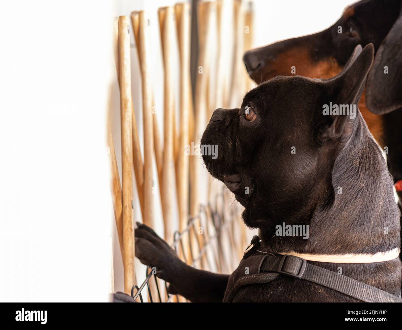 A black dobermann and French bulldog facing the wall Stock Photo