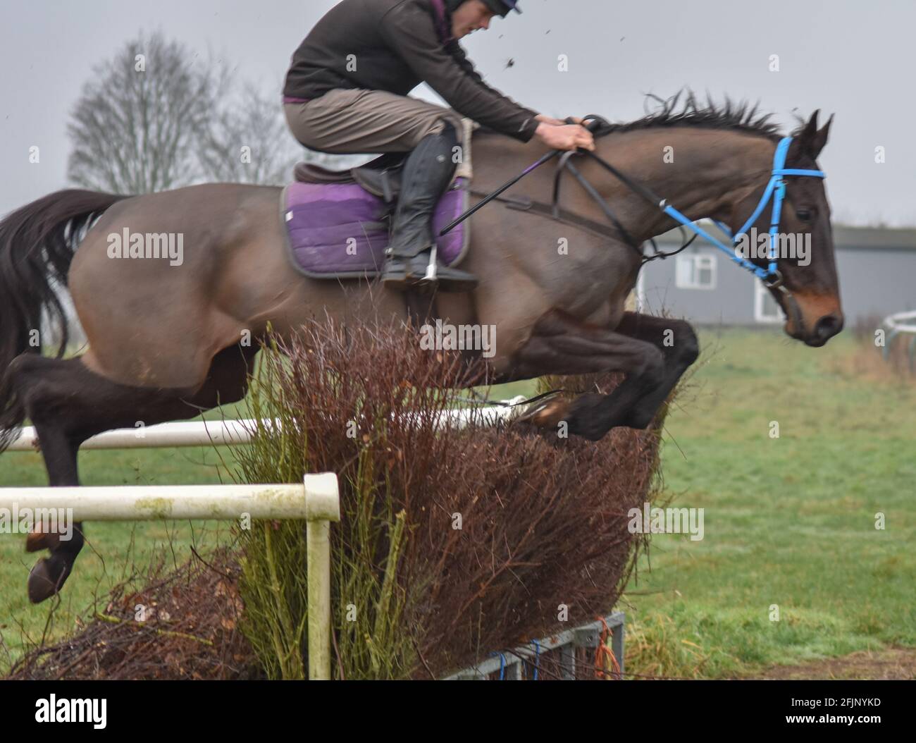 Behind the scenes of horse racing hi-res stock photography and images ...