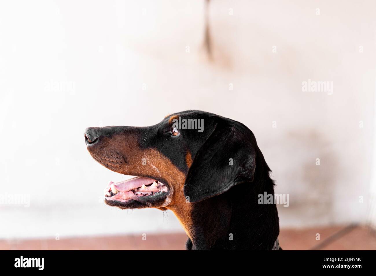A closeup of a black dobermann dog inside a room Stock Photo