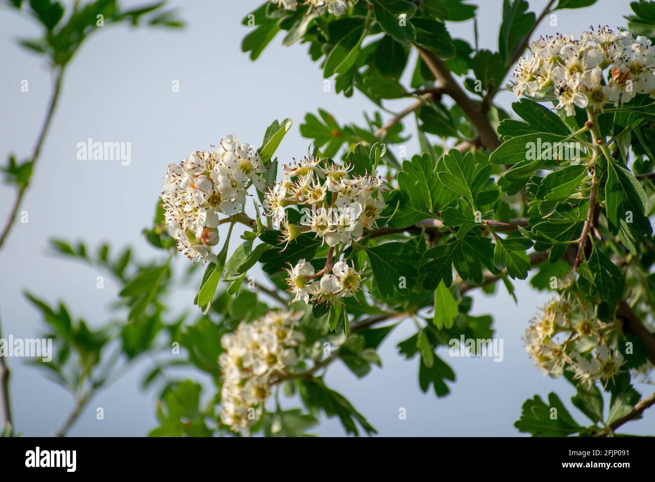 Mayflower Tree Mayflower tree flower hi-res stock photography and images - Alamy