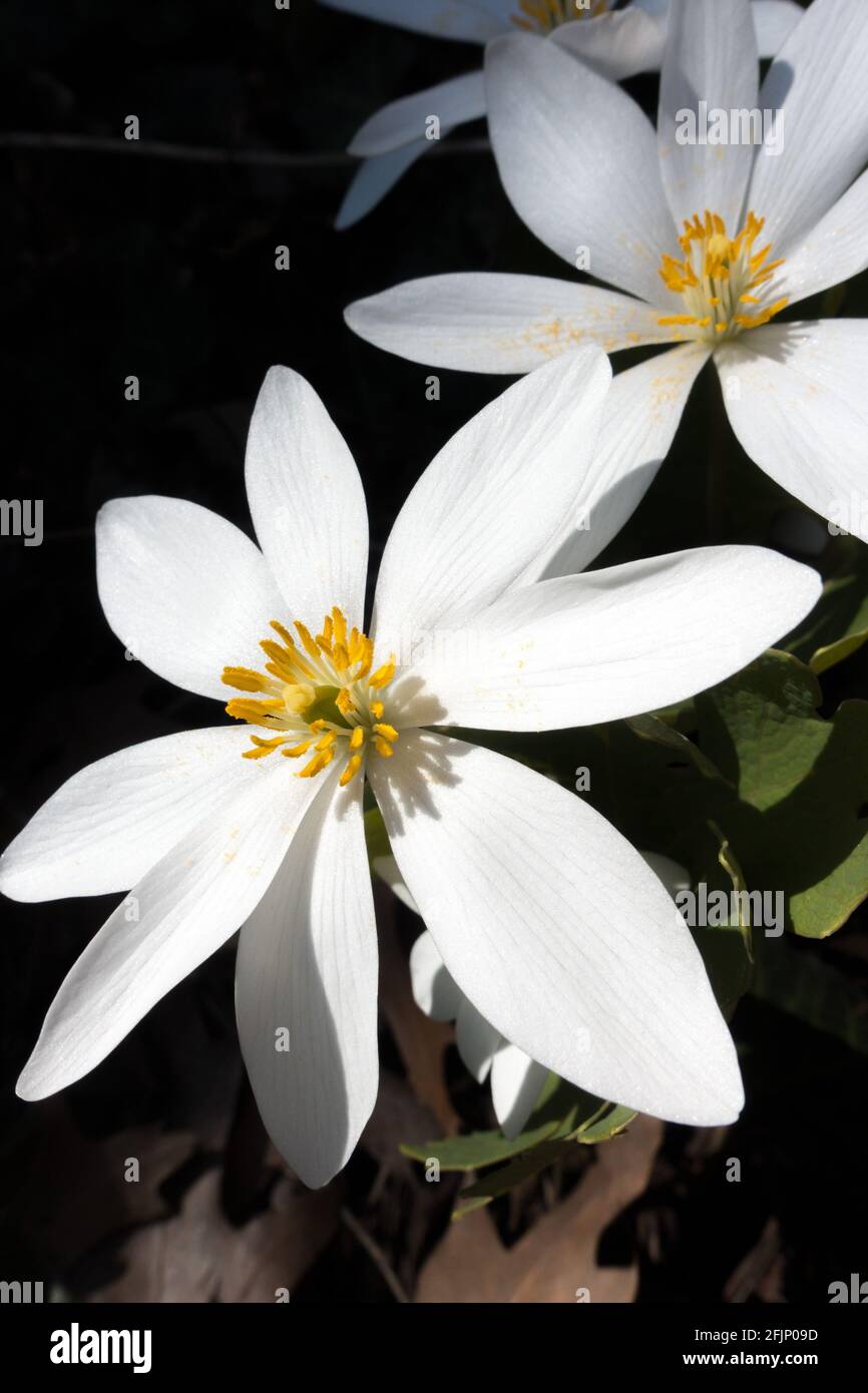 Sanguinaria canadensis is a medicinal North American spring wildflower also known as bloodroot because of the bright red sap the plant oozes when cut. Stock Photo