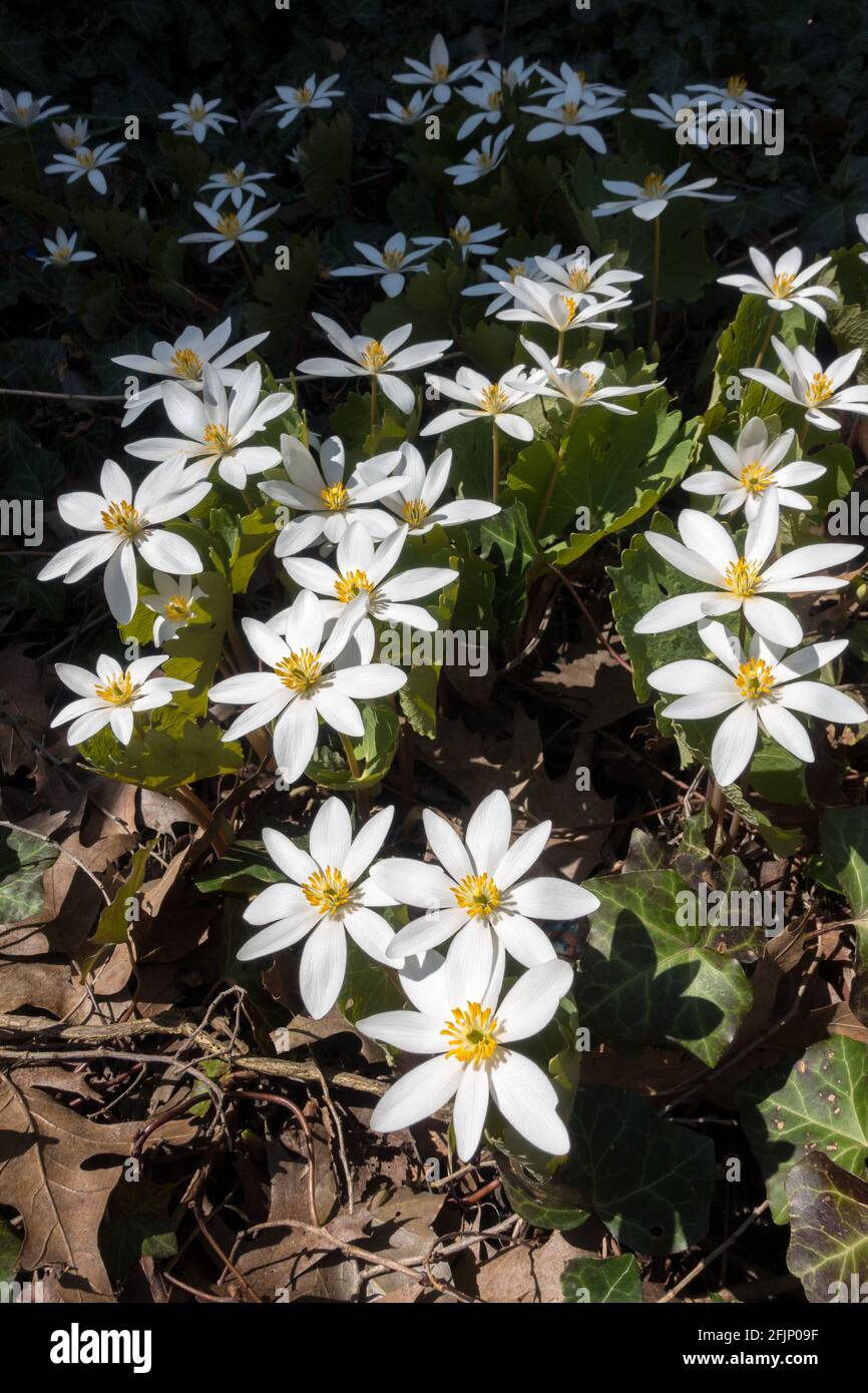 Sanguinaria canadensis is a medicinal North American spring wildflower also known as bloodroot because of the bright red sap the plant oozes when cut. Stock Photo
