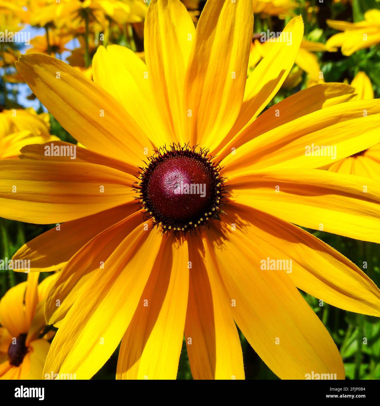 Close up of a Rudbeckia bloom in mid-summer Stock Photo