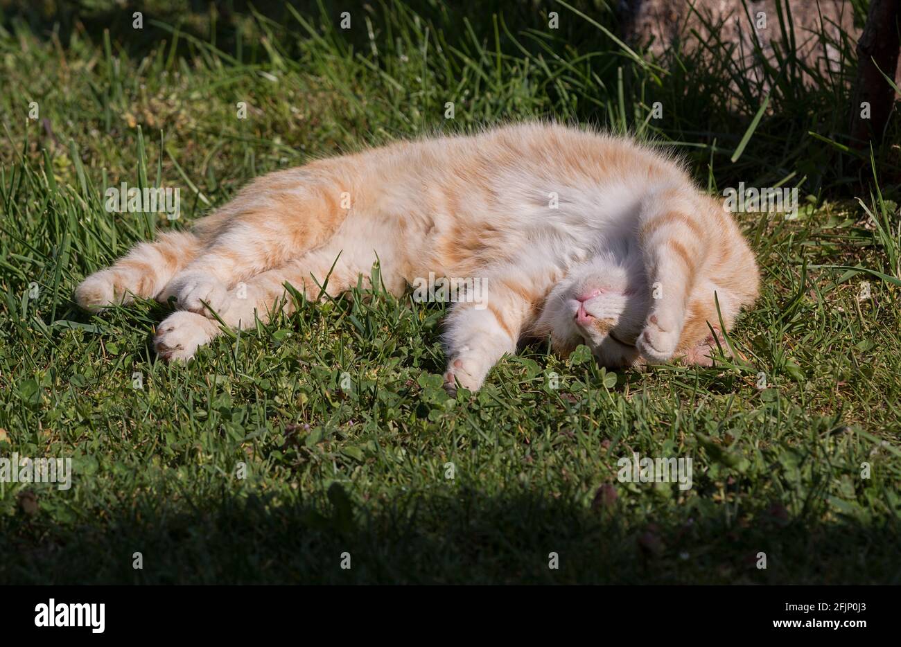 Sleeping cat gato durmiendo Stock Photo
