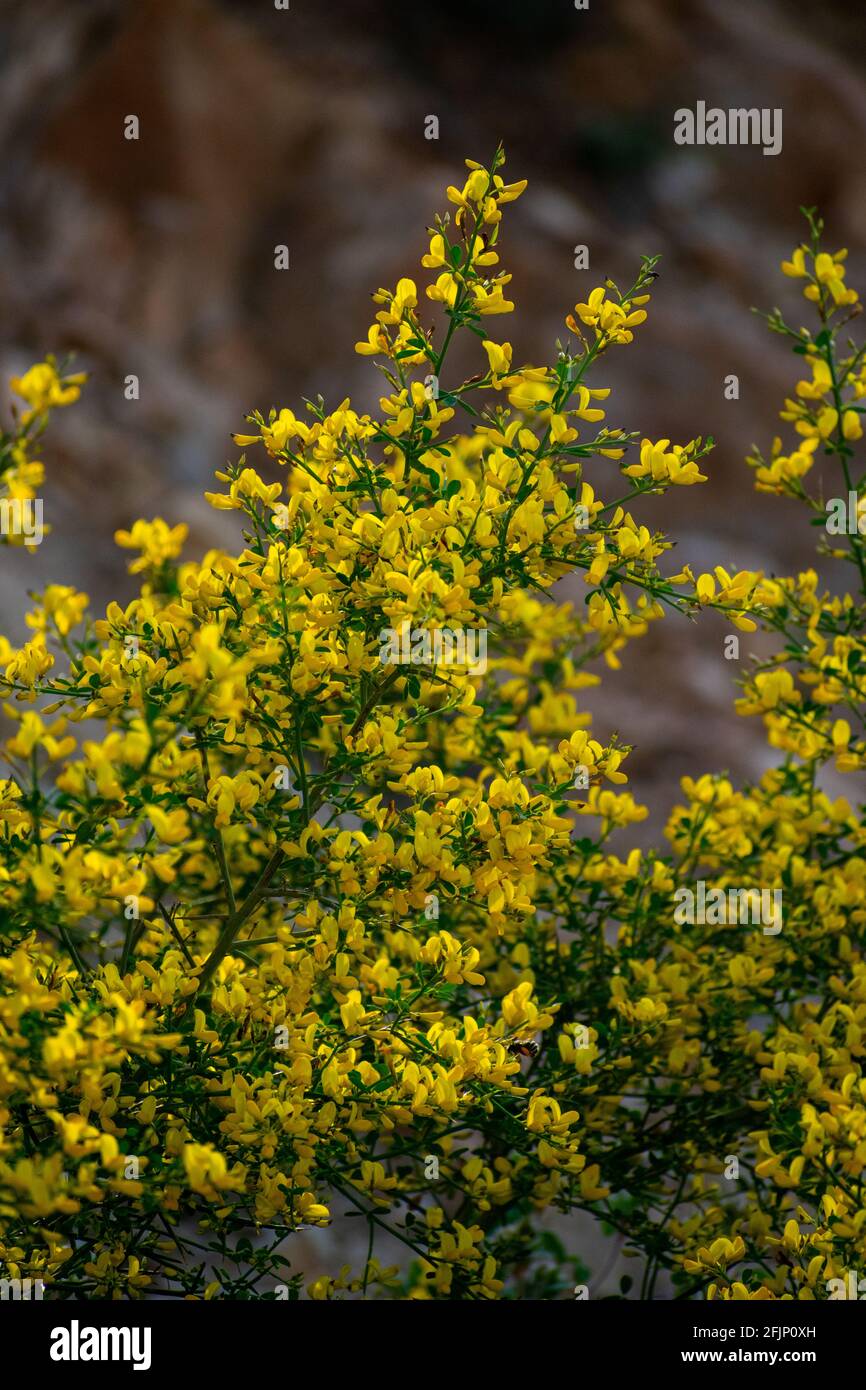 Blooming brooms hires stock photography and images Alamy