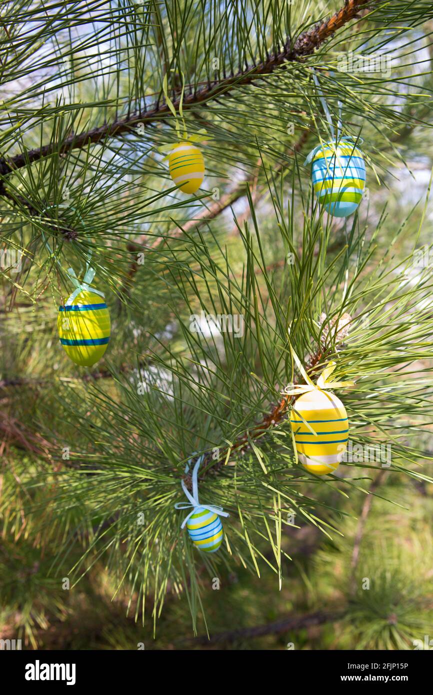 Easter egg on pine branches. Eggs for the festive table on the day of the liturgical holiday of the year. Easter is a Christian holiday dedicated to f Stock Photo