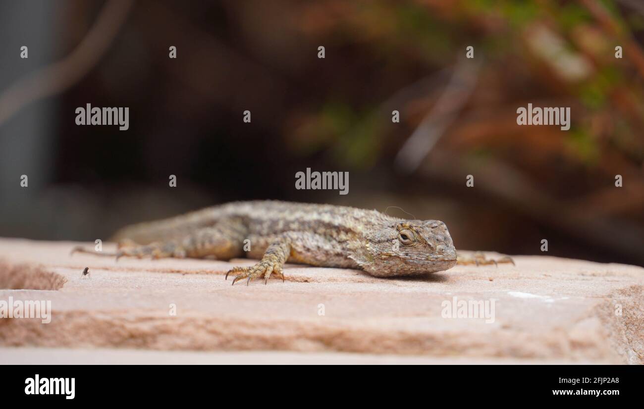 Western fence lizard on paving stone Stock Photo