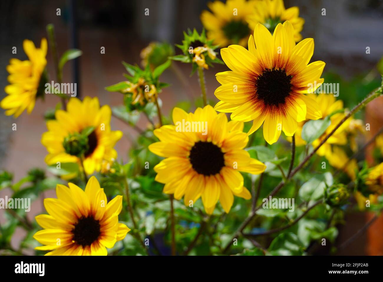 Sunflower -- brown-eyed girl -- plant Stock Photo - Alamy