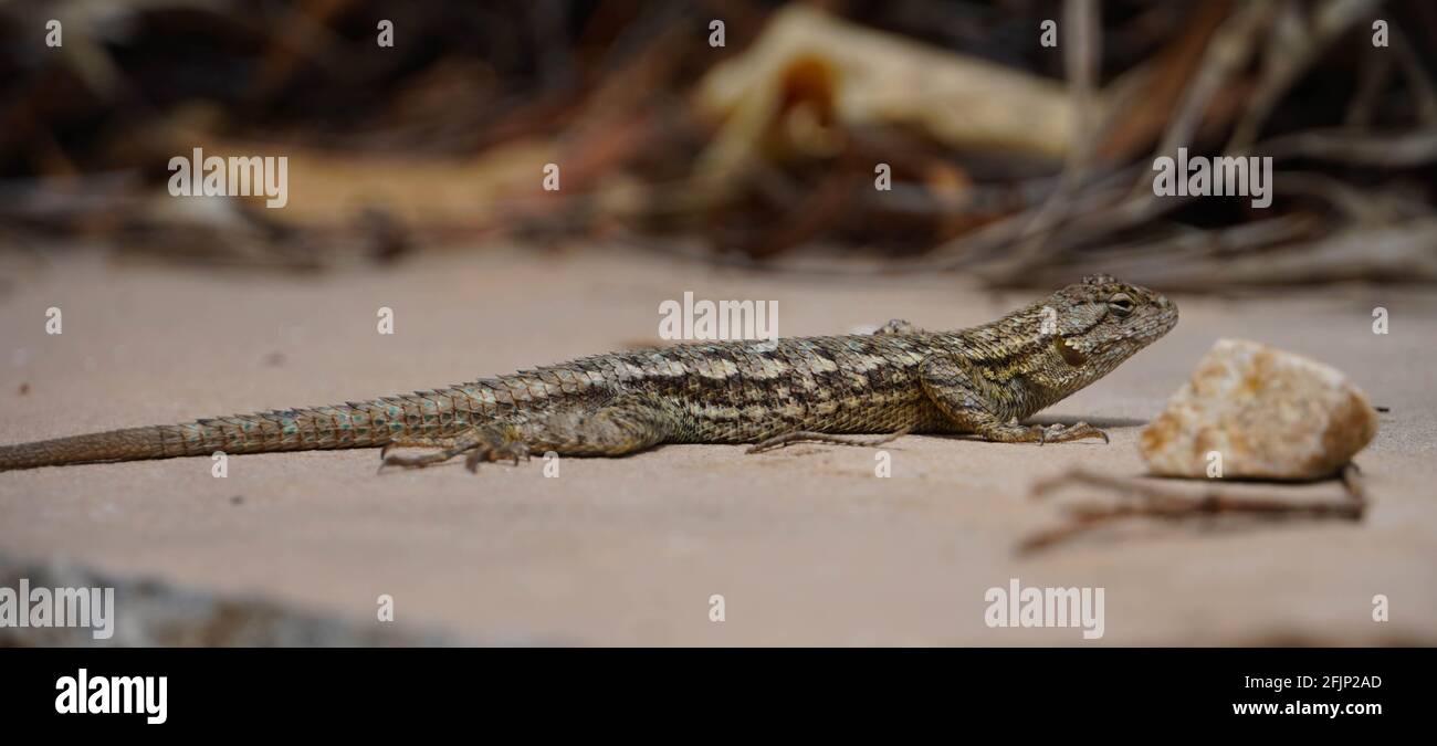 Western fence lizard on paving stone Stock Photo