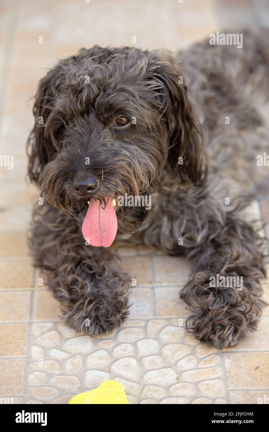 cute puppy sit on floor Stock Photo - Alamy