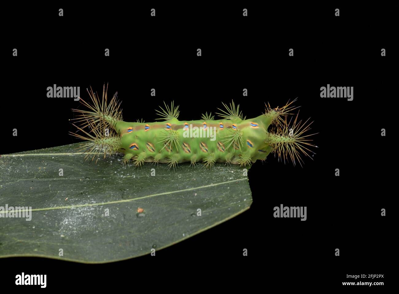 Cup moth larvae hi-res stock photography and images - Alamy