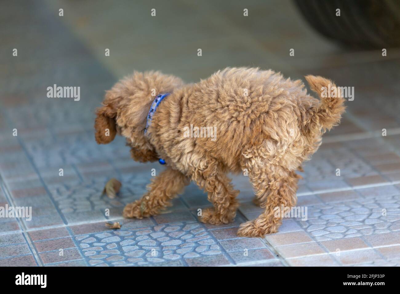 cute puppy sit on floor Stock Photo - Alamy