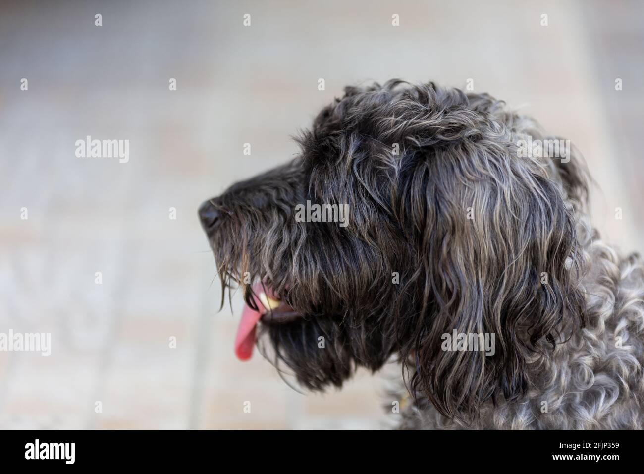 cute puppy sit on floor Stock Photo - Alamy