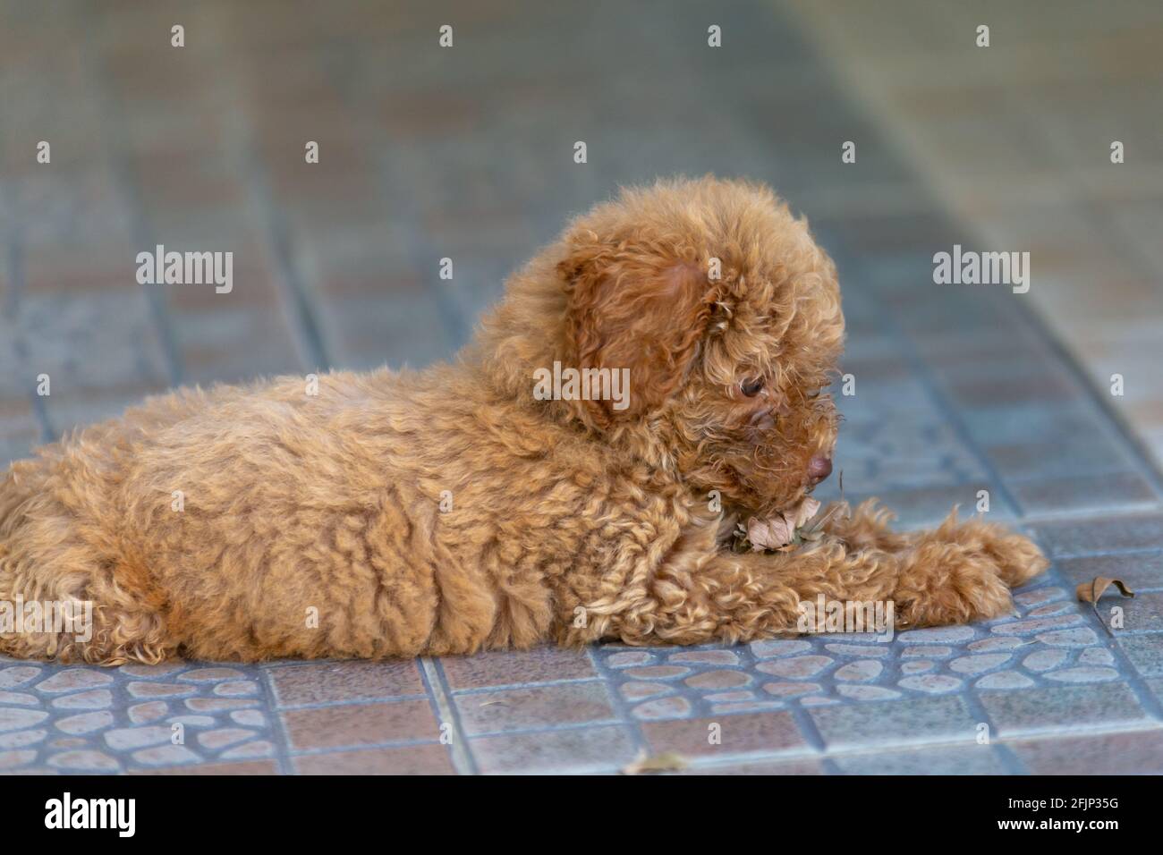 cute puppy sit on floor Stock Photo - Alamy